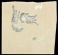 Two Cretaceous Fossil Shrimp - Lebanon #69997-1